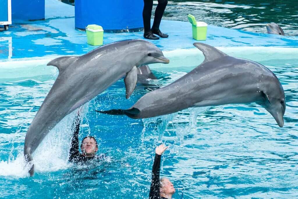 Delfine springen ueber Menschen im Wasser.