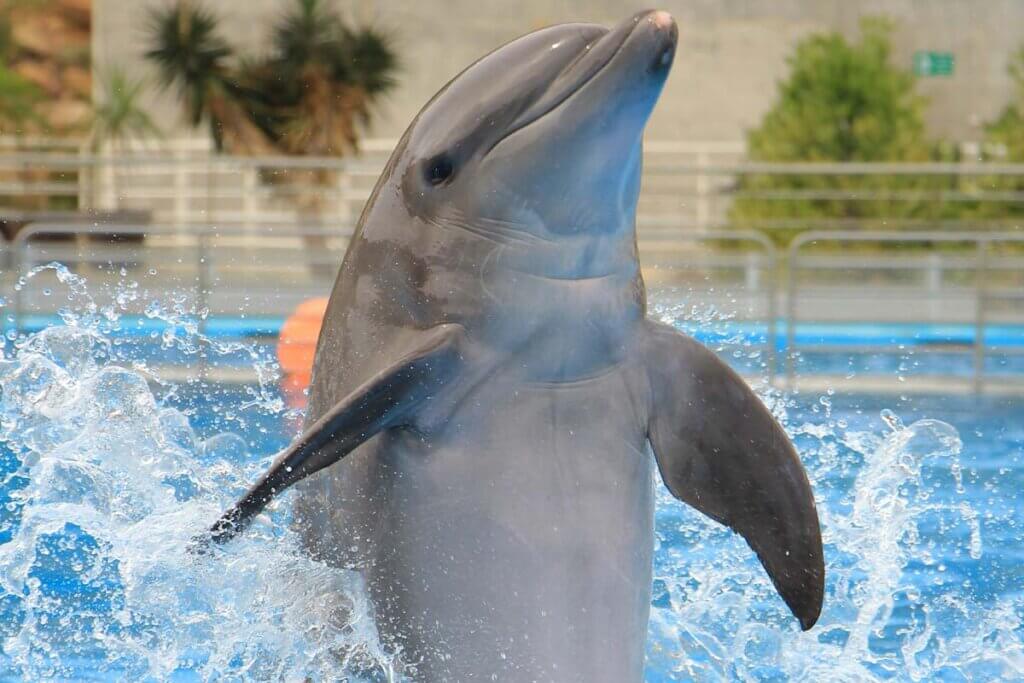 Delfin schwimmt aufrecht durch ein Wasserbecken.