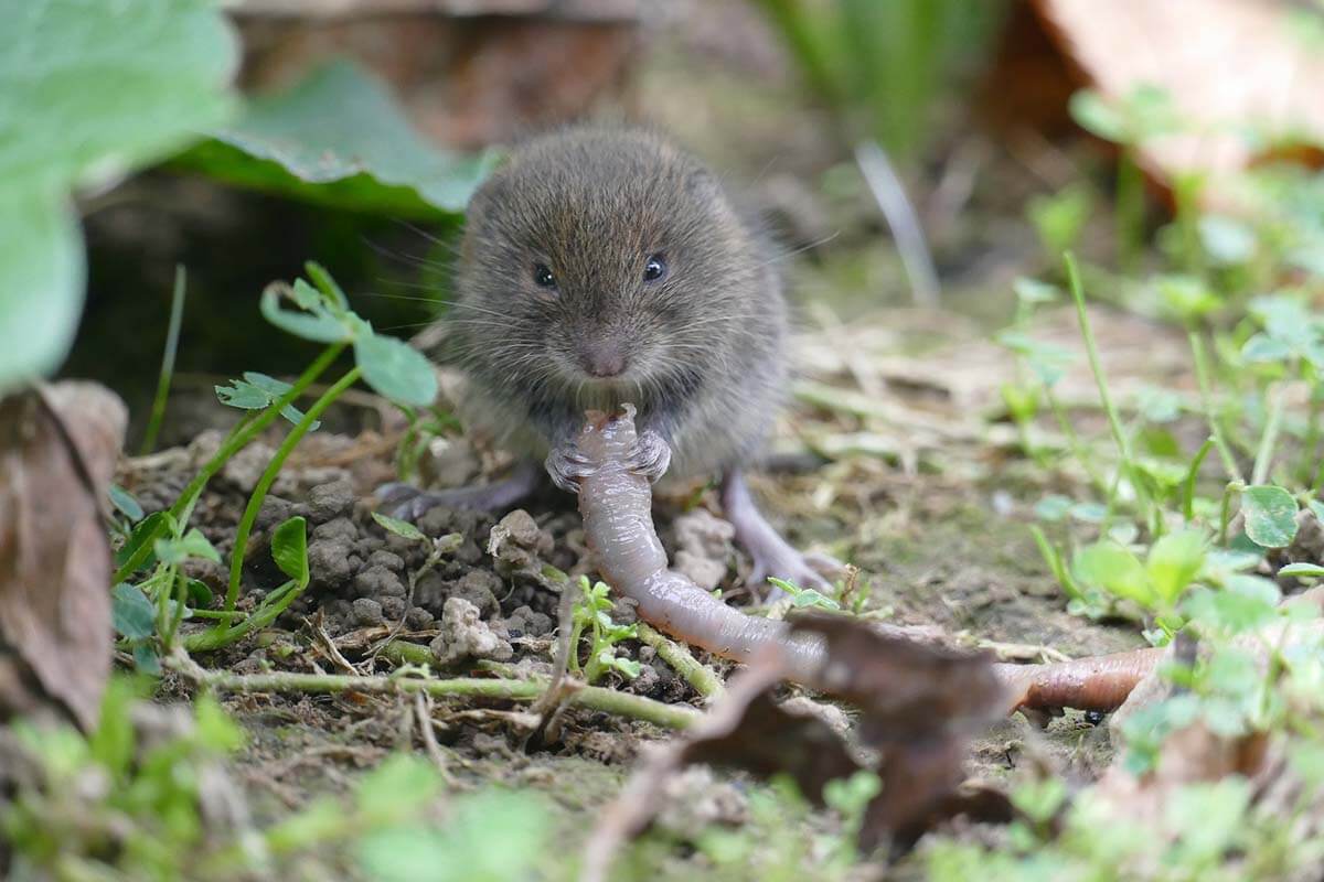 Was hilft bei Wühlmäusen im Garten? Tierfreundliche Tipps