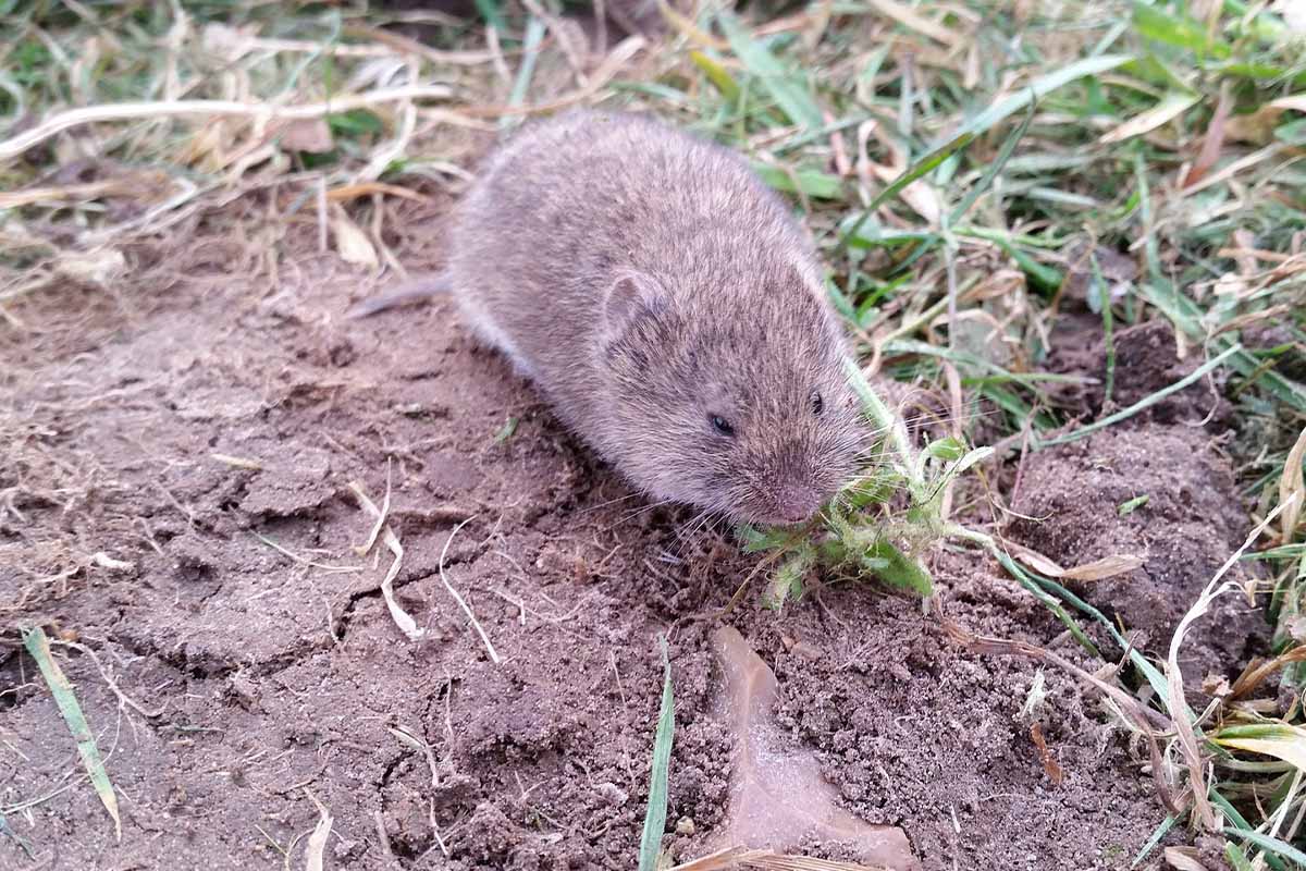 Was hilft bei Wühlmäusen im Garten? Tierfreundliche Tipps