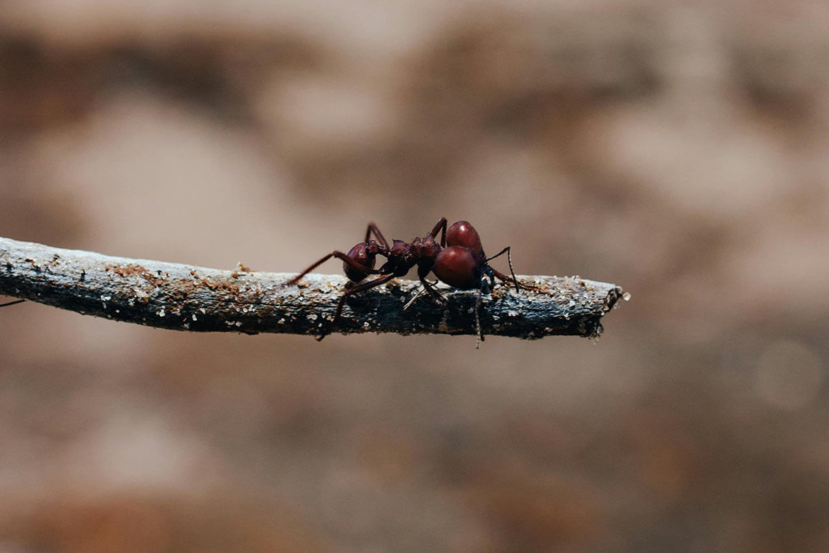 Die Ameise: 11 Dinge, die Sie über Ameisen wissen sollten