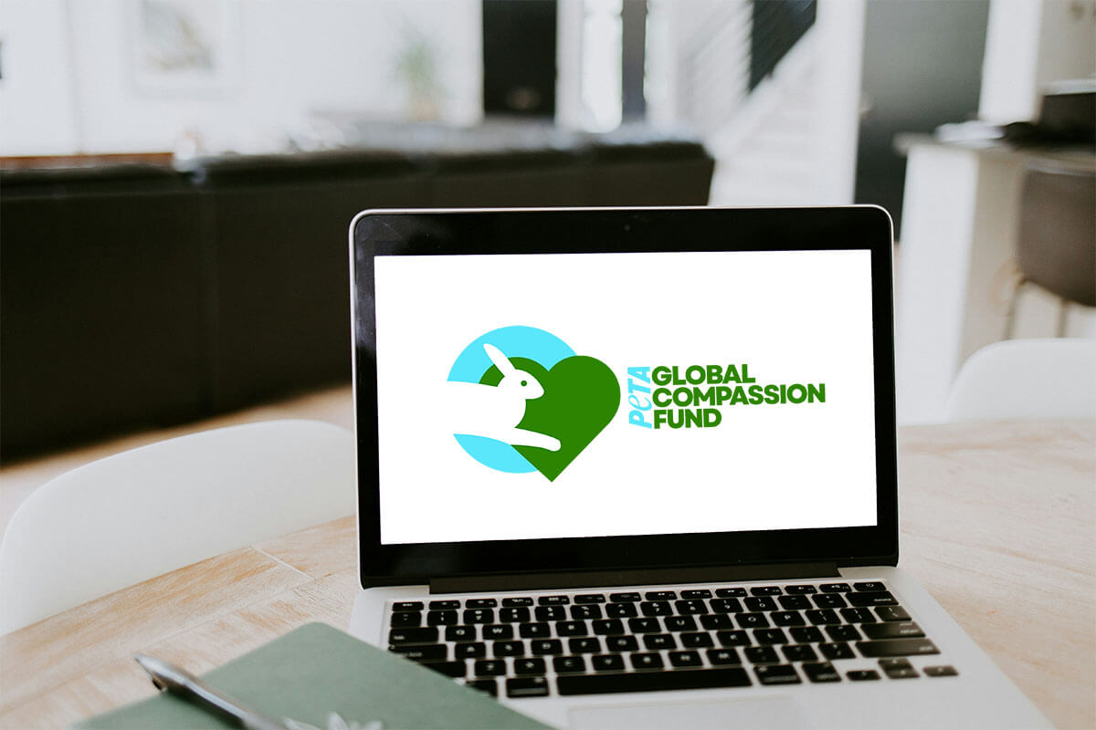 Virtuelles Event: PETAs Kamingespräch „Global Compassion Fund“