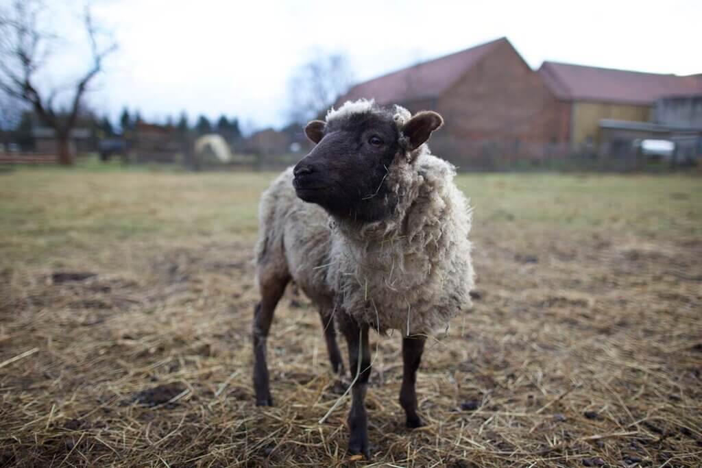 Ein Schaf mit schwarzem Kopf und Beinen steht auf einer Wiese mit Heu.