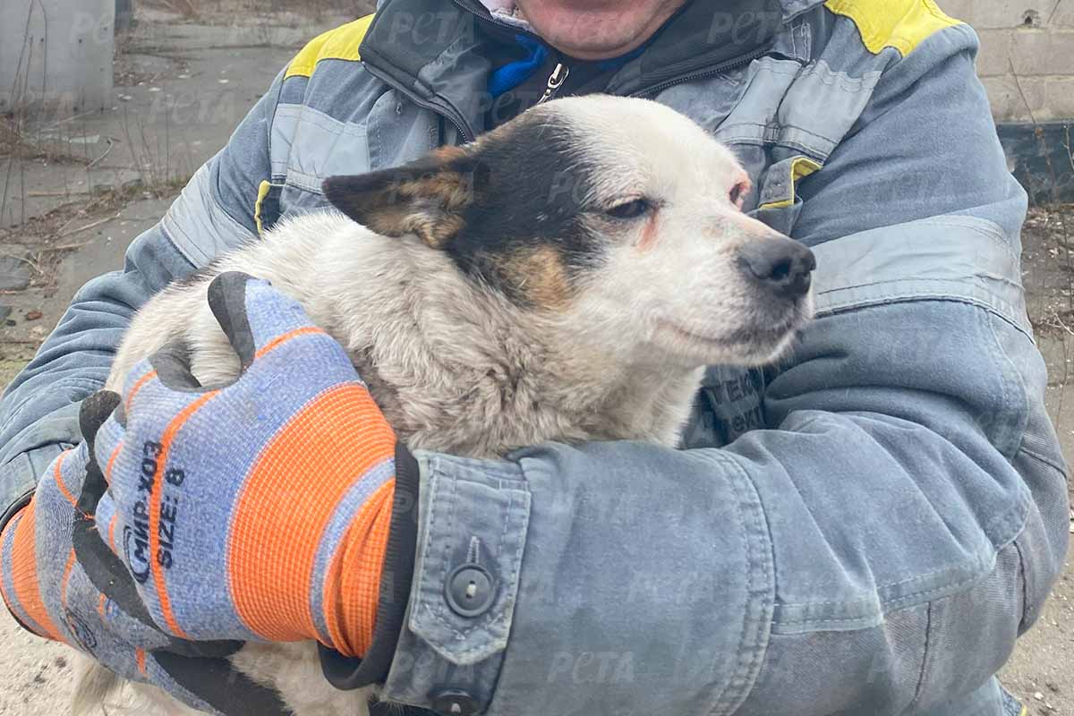 Eine Person mit Schutzhandschuhen traegt einen Hund in den Armen.