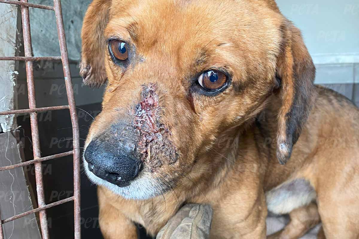 Ein brauner Hund mit einer offenen Wunde auf der Nase.
