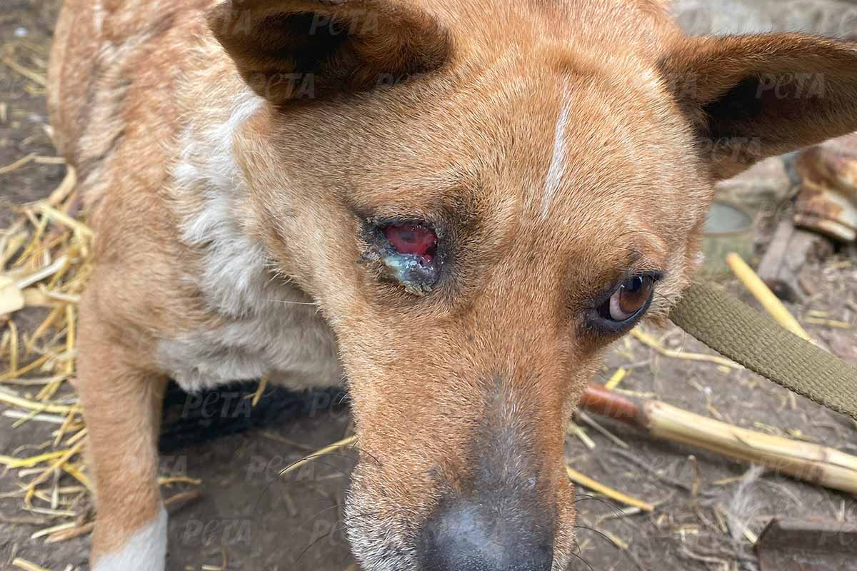 Ein brauner Hund mit einem blutunterlaufenem Auge.