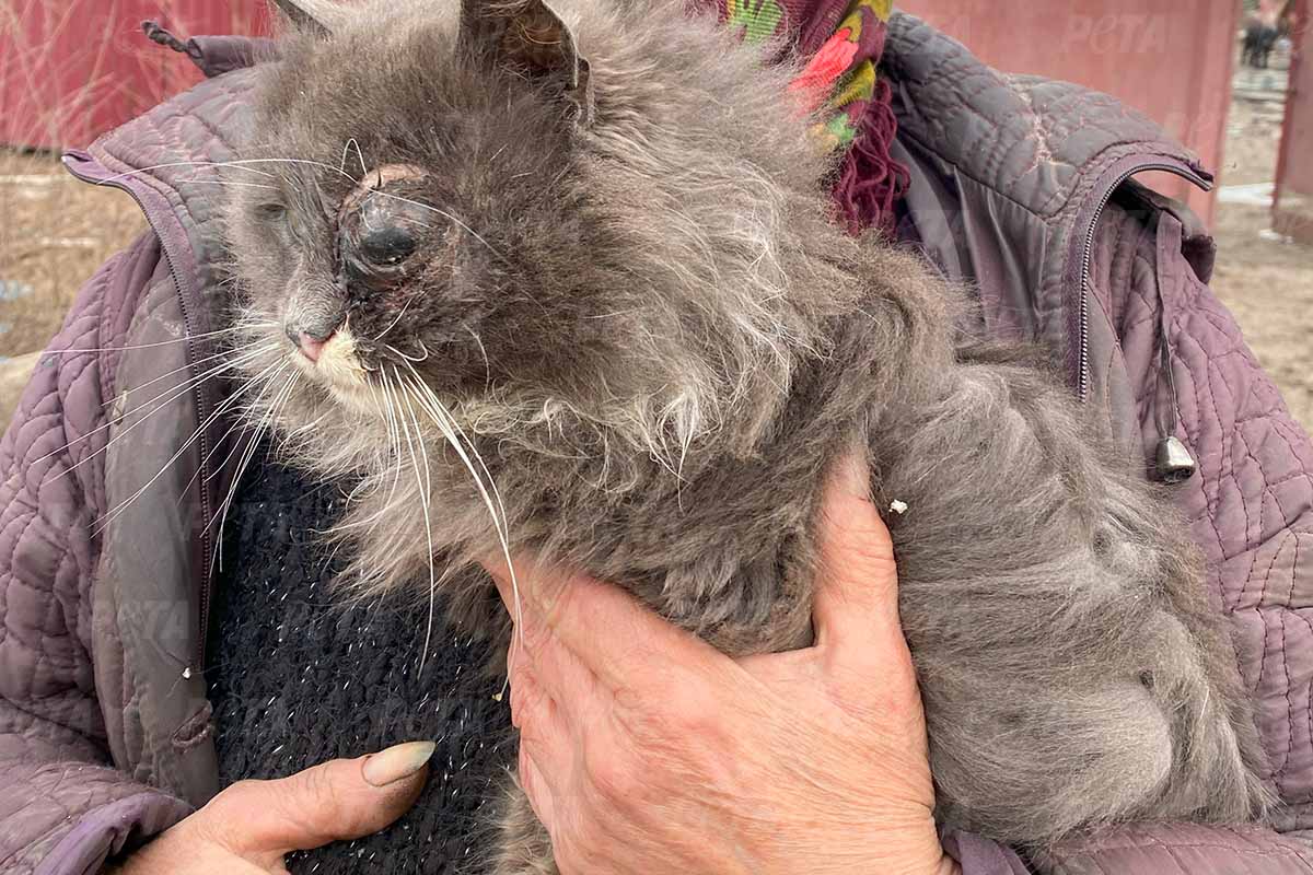 Eine Person traegt eine graue Katze mit zerzaustem Fell und verletztem Auge.