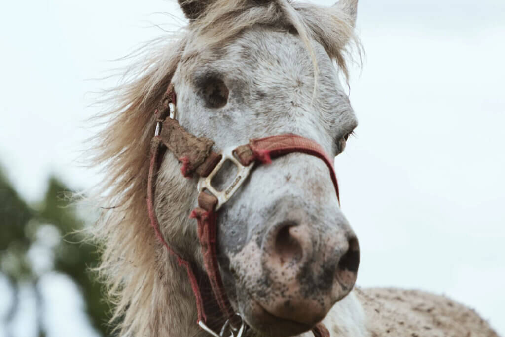 Weiss geflecktes Pferd mit leerer Augenhoehle traegt ein rotes Geschirr.