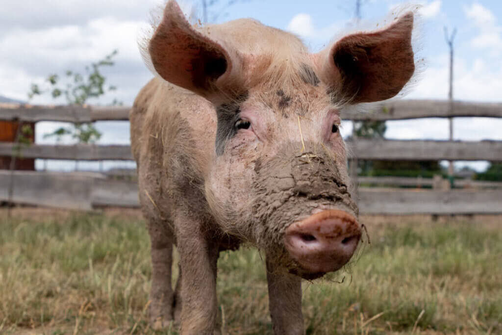 Ein mit Schlamm bedecktes Schwein steht vor einem Holzzaun auf einer Wiese.