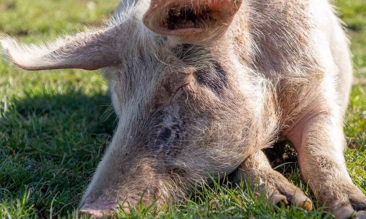 Ein Schwein liegt mit geschlossenen Augen und zufriedenem Gesichtsausdruck auf einer gruenen Wiese.