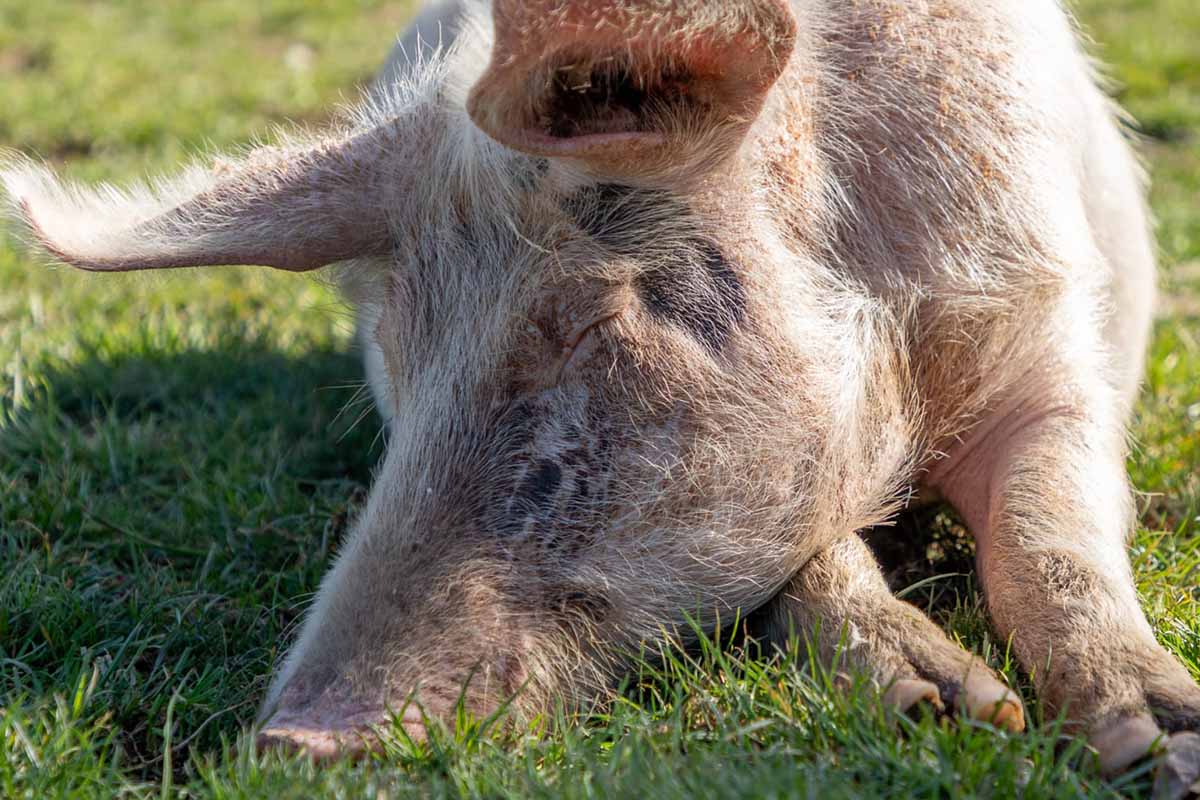 Wie Schwein Frida und Co. mit Handicap ein neues Zuhause fanden