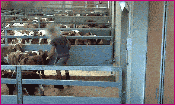 Zu sehen ist ein Videoausschnitt, in dem ein Mitarbeiter einer Kälberauktion einem verängstigten Kalb gegen den Kopf tritt.
