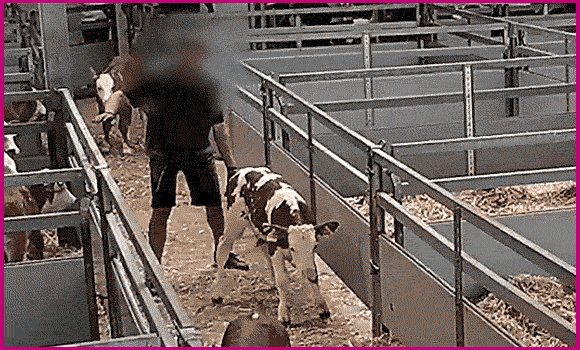 Zu sehen ist ein Videoausschnitt, in dem ein Mitarbeiter einer Kälberauktion einem Kalb den Schwanz schmerzhaft umknickt, um es vorwärts zu treiben.