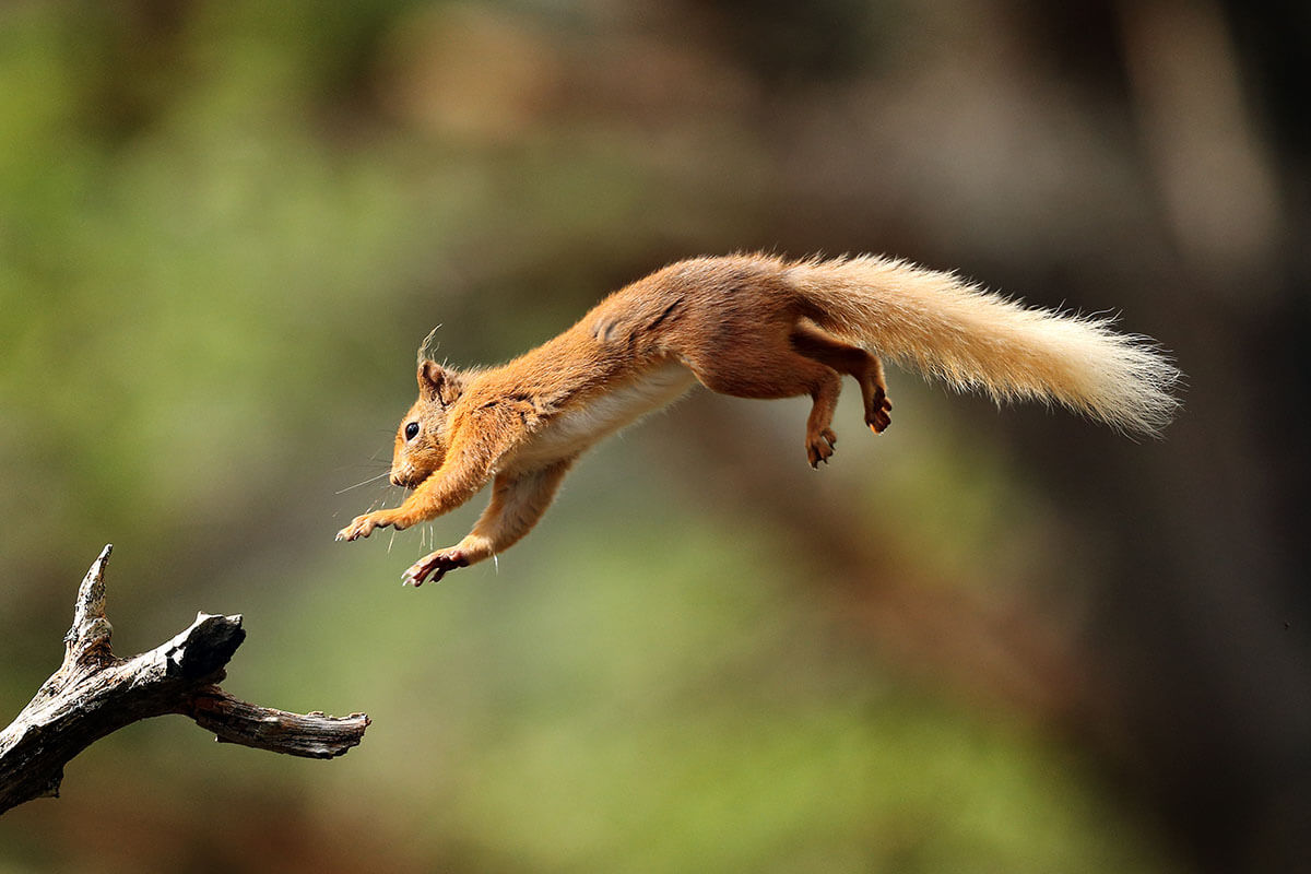 Eichhörnchen fliegt