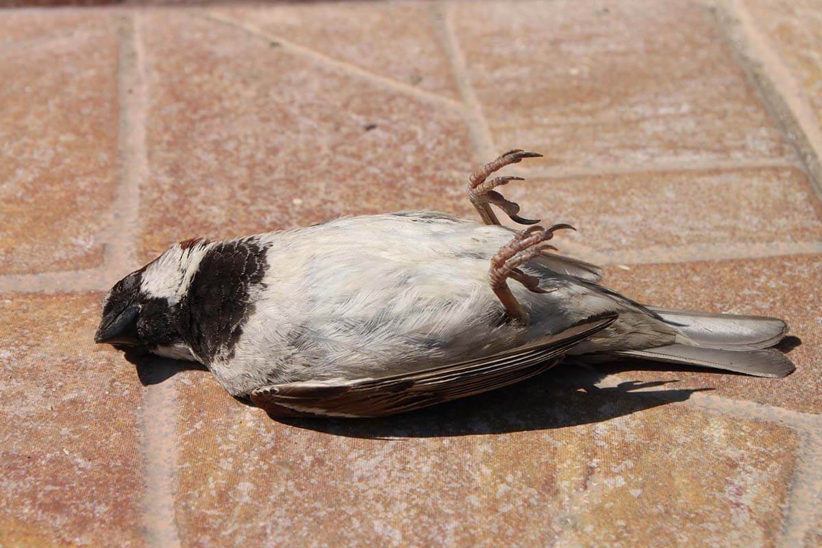 Ein Spatz liegt auf dem Ruecken mit ausgestreckten Beinen auf roten Steinen.