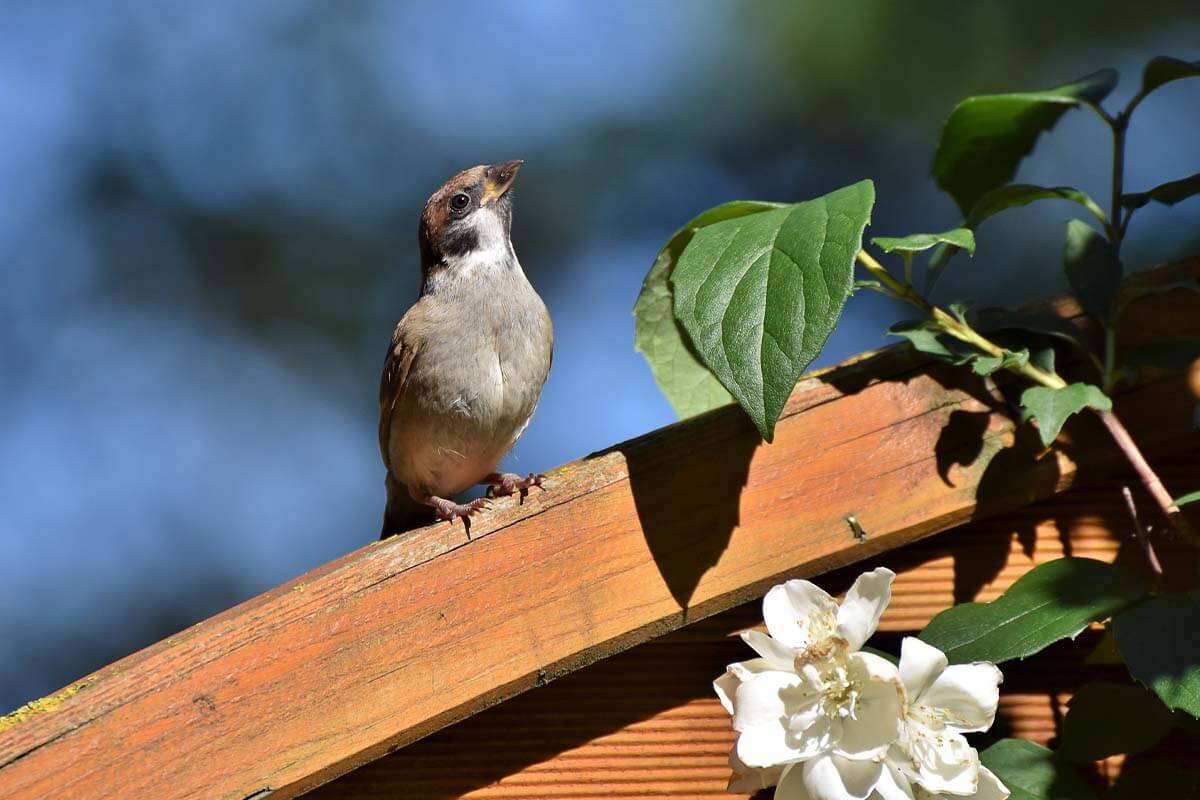 Ein brauner Vogel sitzt auf einem Holzdach neben einer weißen Bluete.