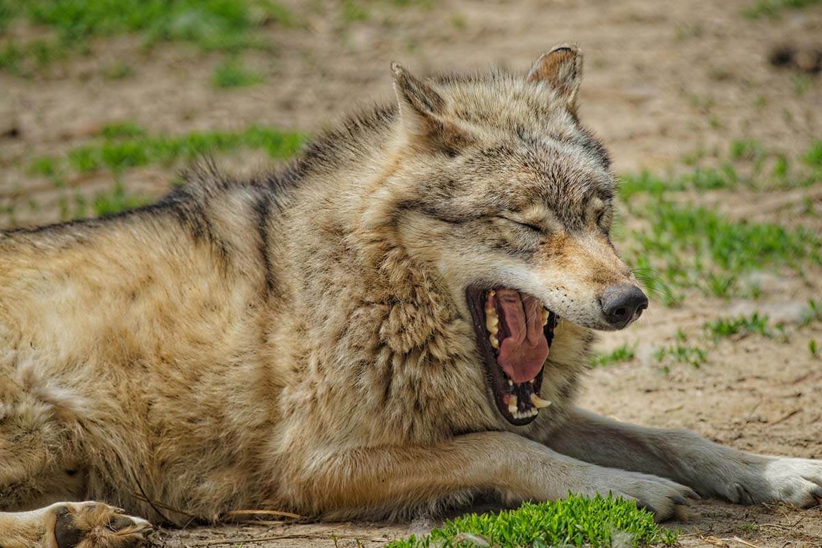 Der Wolf: 10 faszinierende Fakten über Wölfe