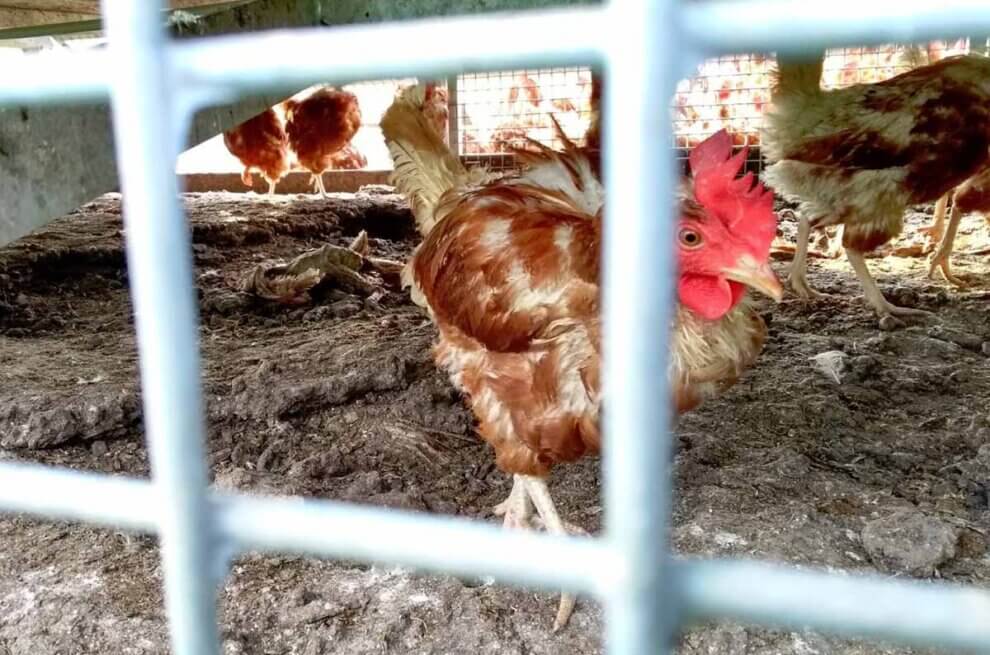 Hühner hinter Gitter