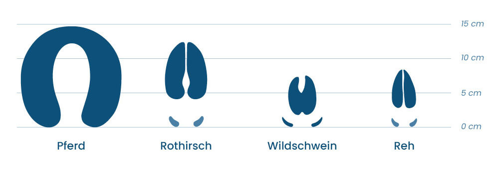 Tierspuren Huftiere