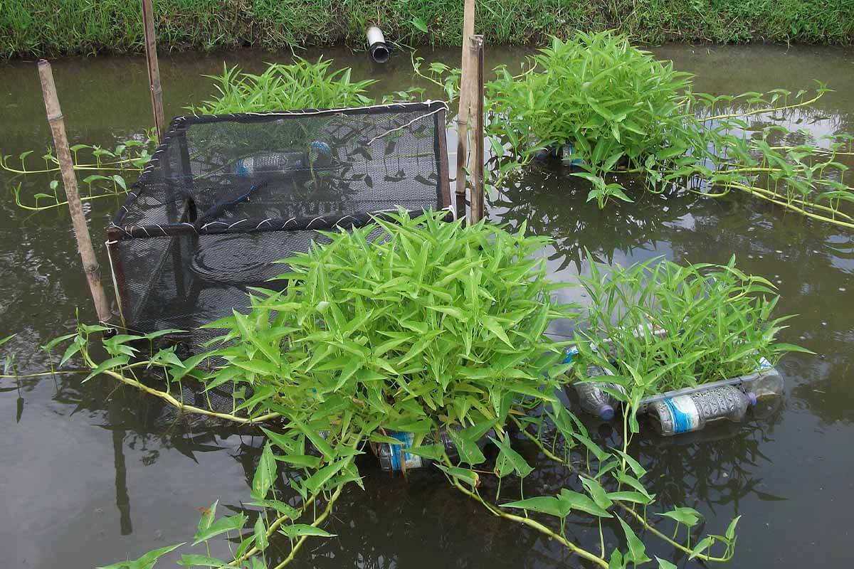Aquakulturanlage nach dem IMTA System. Schwimmende Kaesten mit Gras im Wasser neben einem Netzkaefig.