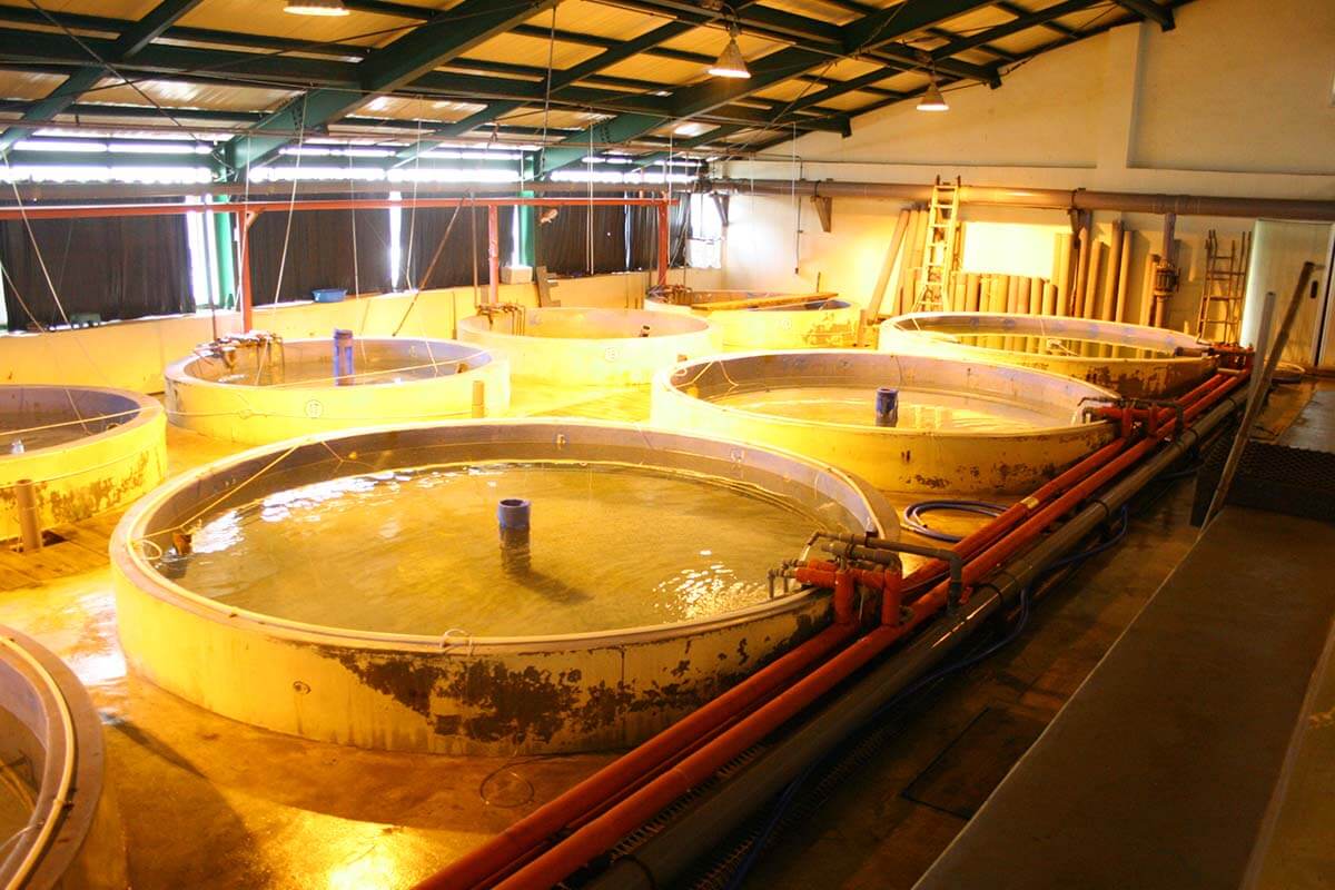 Fischaquakulturanlage mit Tanks in einer Halle.