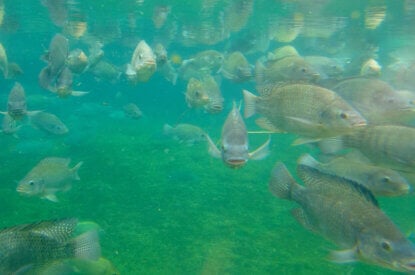 Fische schwimmen in einem Wasserbecken einer Aquakultur.