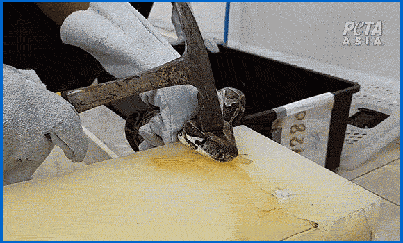 Der Videoausschnitt zeigt einen Arbeiter, der einer Python mit einem Hammer den Schädel zertrümmert.