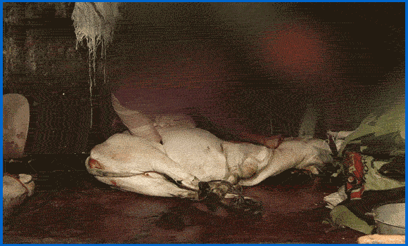 Das GIF zeigt ein Rind mit gefesselten Beinen, dem die Kehle durchgeschnitten wird.