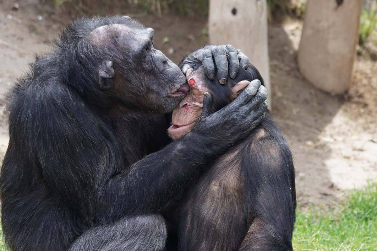 Welche Affenart Ist Dem Menschen Am ähnlichsten www.peta.de