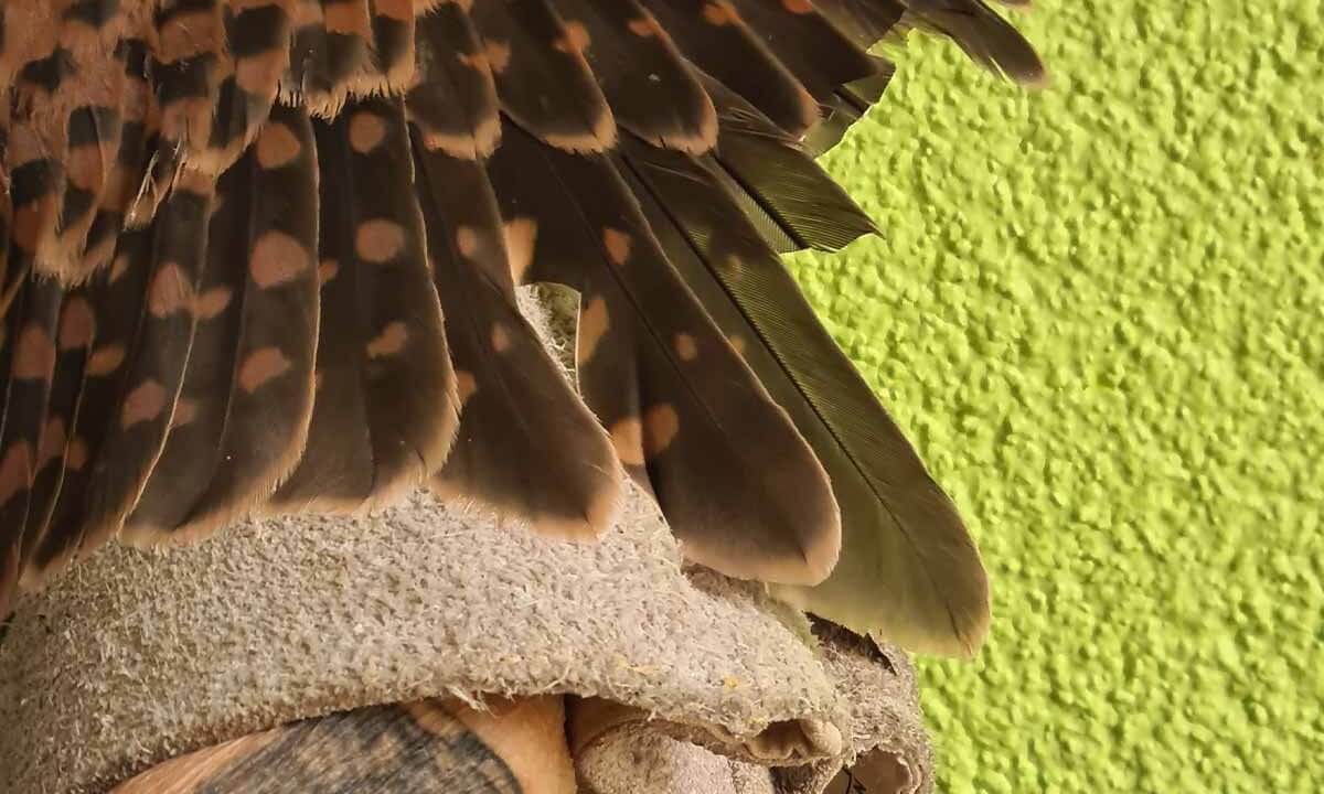 Nahaufnahme von gekuerzten Fluegeln eines Turmfalkes.