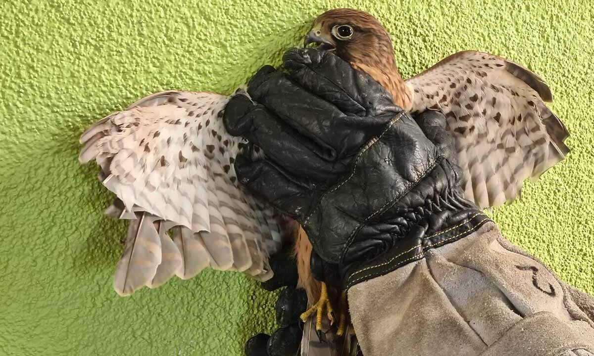 Eine Person haelt einen Falken fest und drueckt ihn an die Wand.