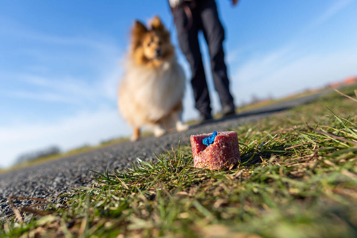 Eine Person mit Hund an der Leine laeuft auf einen Giftkoeder zu.