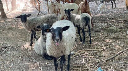 Schafe im Außengehege des Tierheims in der Ukraine, welches von PETA im Aufbau unterstützt wurde.