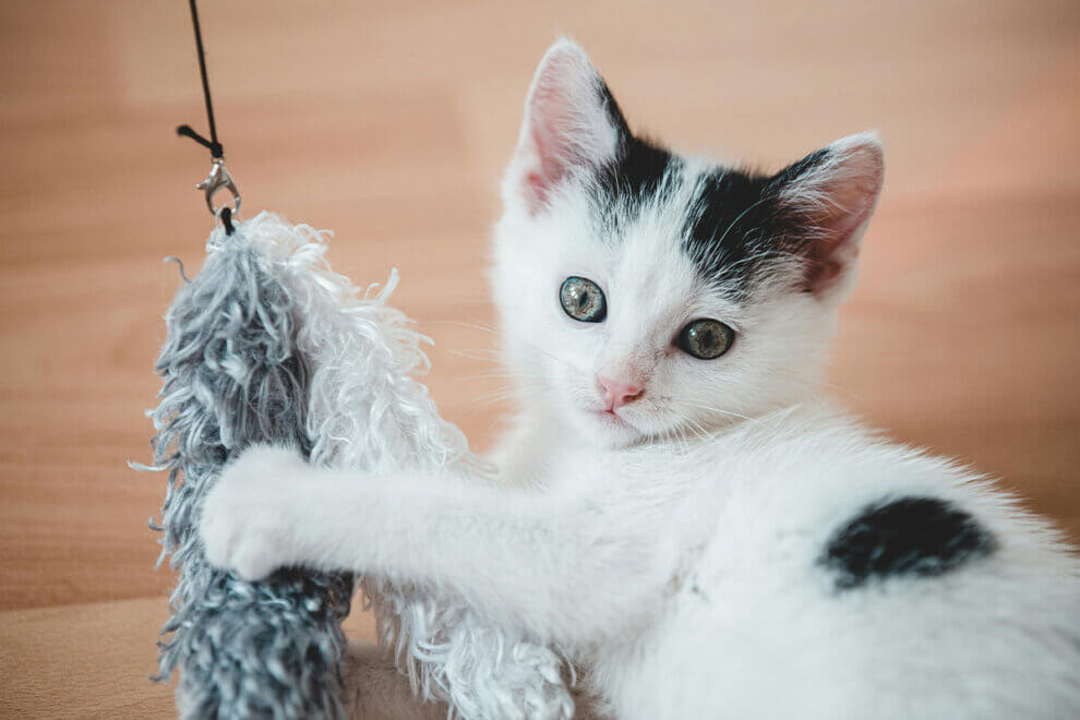 Katzen beschäftigen: Die besten Ideen gegen Langeweile