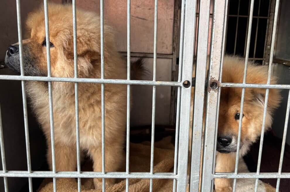 Zwei braune Hundewelpen sitzen in einem Stahlkaefig auf einer Decke.