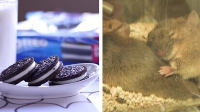 Collage Mondelez und Mäuse