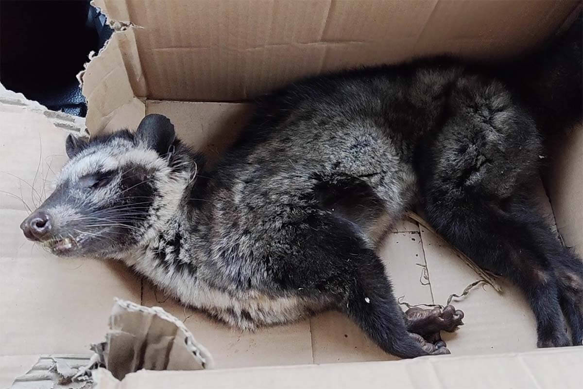 Kranke und sterbende Schleichkatzen: Neue Aufdeckungen auf Kopi Luwak-Farmen auf Java