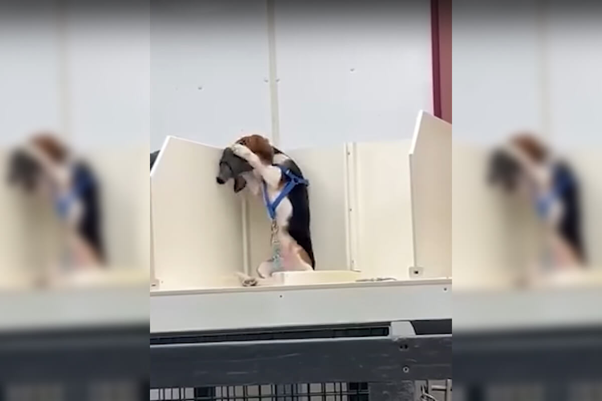 Video: Beagle für Tierversuche in Inhalationsmasken gezwängt