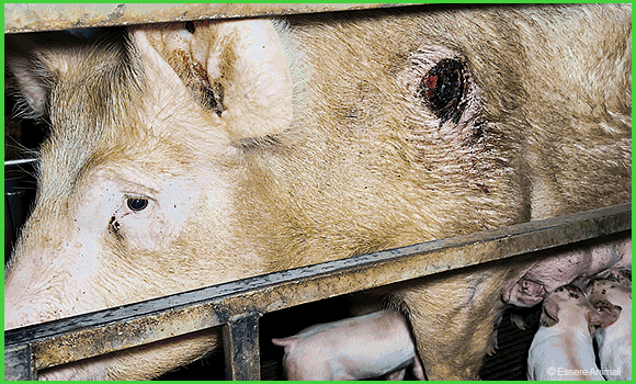 Eine Abfolge von Bildern aus Zucht- und Mastbetrieben, die verdreckte Ställe und verletzte und tote Schweine zeigen.