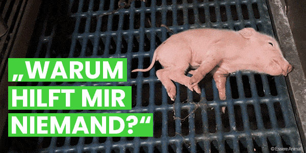 Ein Videoausschnitt, der ein Ferkel zeigt, dessen Vorderbein im Spaltenboden eingeklemmt ist. Daneben steht: Warum hilft mir niemand?