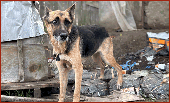 Drei Bilder der Hündin Helen werden gezeigt. Sie ist sehr mager. Auf dem zweiten Bild erhält sie Nahrung. Auf dem dritten Bild wird sie von einer PETA-Mitarbeiterin gestreichelt.