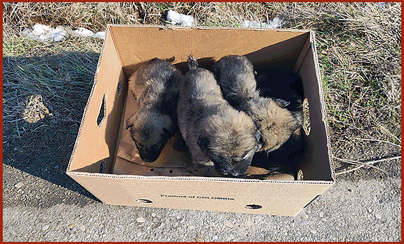 Mehrere Bilder von Hunden, denen im Rahmen von PETA HELPS ROMANIA geholfen wurde.