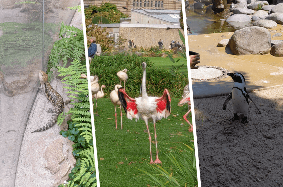 Zu sehen ist eine Kollage mit einem Reptil, Flamingos und einem Penguin im Zoo
