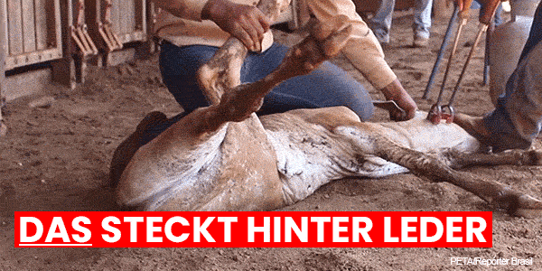 Der Videoausschnitt zeigt zwei Männer, die ein Kalb am Boden halten und das Kalb mit einem heißen Eisen im Gesicht brandmarken. Auf dem Bild steht: DAS steckt hinter Leder.