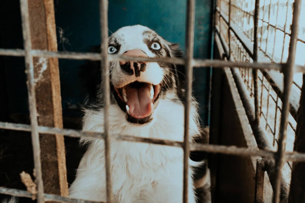 Fröhlicher Australian Shepherd hinter Gittern im Tierheim