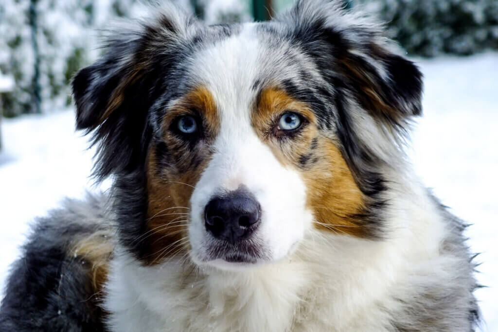 Blue Merle Australian Shepherd