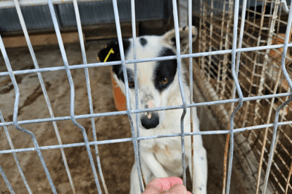 Rumänien: Millionen Hunde gefangen & getötet – helfen Sie jetzt!