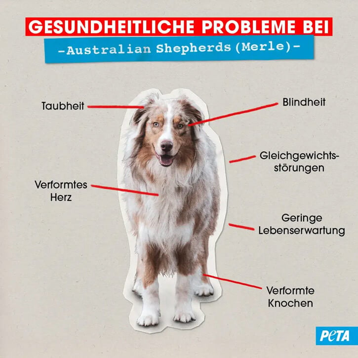 Grafik Gesundheitliche Probleme bei Australian Shepherds Merle
