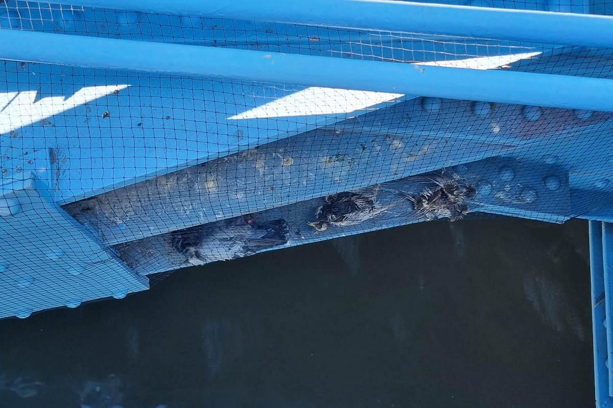 Tote Tauben hinter einem Abwehrnetz eingesperrt