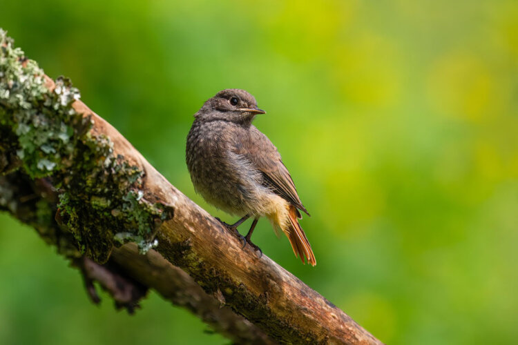 Sind Froschschenkel In Deutschland Verboten Froschschenkel: Enormes Tierleid & Folgen für die Umwelt